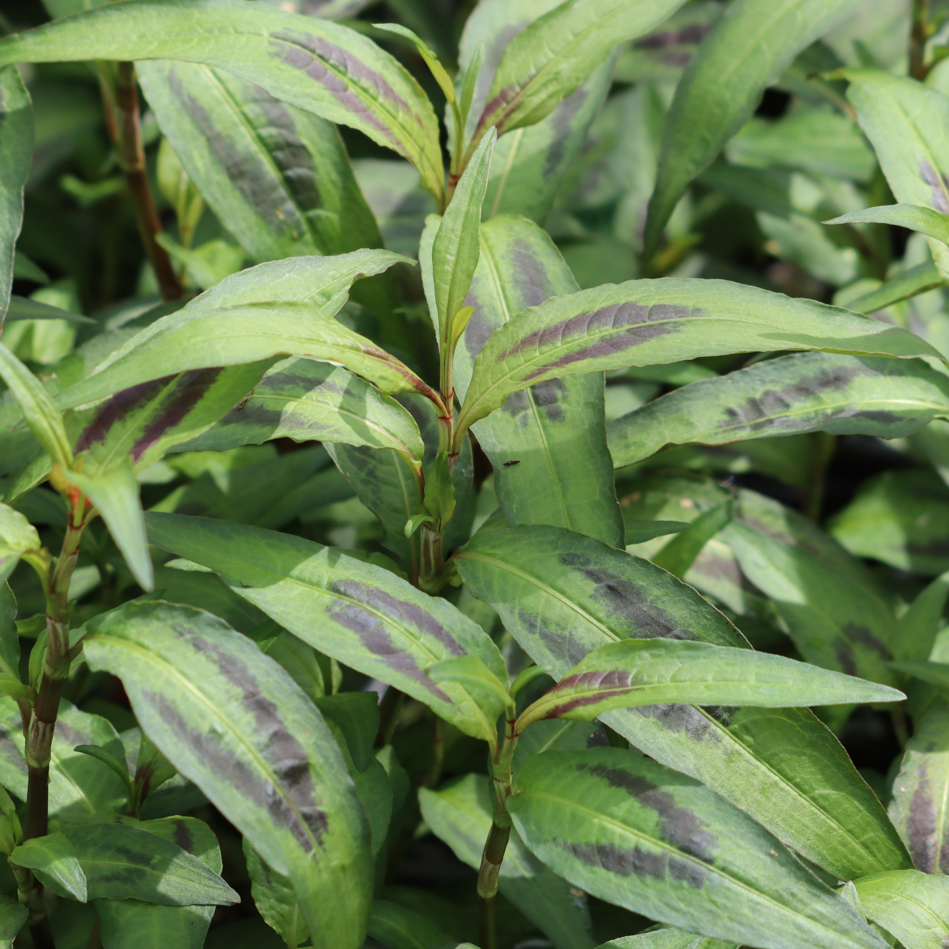Vietnamese Coriander